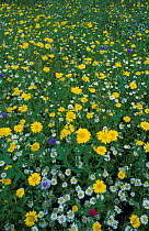 Marguerite / Ox-eye daisy flowers {Leucanthemum vullgare} & other wild flowers. UK