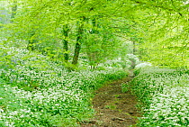 Path through woodland with Wild garlic / Ramsons flowering {Allium ursinum}, UK
