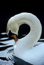 Mute swan male preening {Cygnus olor} UK