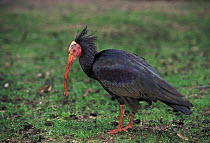 Hermit ibis, critically endangered {Geronticus eremita} from Morocco
