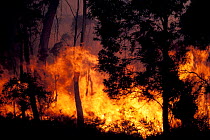 Bush fire, Tasmania, Australia