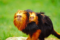 Golden headed lion tamarin carrying young {Leontopithecus chrysomelas} captive, occurs Brazil