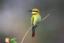 Rainbow bee-eater {Merops ornatus} Australia