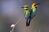 Two Rainbow bee-eaters {Merops ornatus} Australia