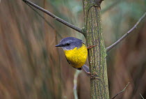 Eastern yellow robin {Eopsaltria australis} East Australia