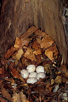 European nuthatch nest inside hollow trunk {Sitta europaea} Pyrenees, France