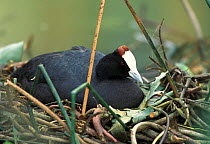 Red knobbed coot on nest {Fulica cristata} Spain