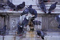 Feral pigeons / Rock doves {Columba livia} drinking from fountain, Siena, Italy