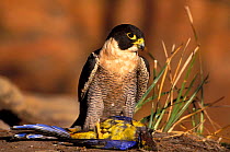 Peregrine falcon {Falco peregrinus} with Green rosella prey. Tasmania