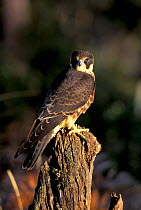 Australian hobby male perched {Falco longipennis}
