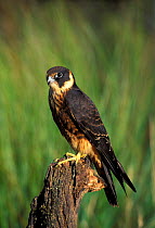 Australian hobby male perched {Falco longipennis} Australia