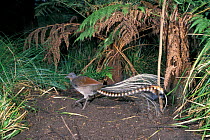 Superb lyrebird male on display mound {Menura novaehollandiae} SE Australia
