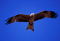 Black kite flying {Milvus migrans} Australia