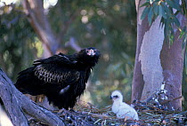 Wedge tailed eagle female at nest with chick {Aquila audax} Central Australia