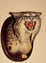 Mounted head trophy of Spanish lynx {Lynx pardina} critically endangered
