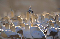Cape gannets greeting display {Morus capensis} Bird Is, Lamberts bay, South Africa