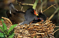 Moorhen on nest with chicks {Gallinula chloropus} Derbyshire, UK Cromford canal