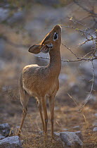 Kirks dik dik reaching up {Madoqua kirki} Etosha NP, Namibia