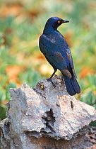 Red shouldered (cape) glossy starling {Lamprotornis nitens} Etosha NP, Namibia