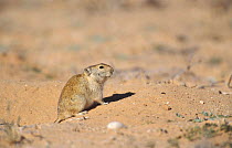 Brant's whistling rat on guard at burrow {Parotomys brantsii} Kgalagadi TP, South Africa