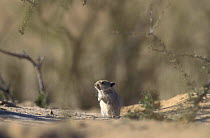 Brant's whistling rat on guard at burrow {Parotomys brantsii} Kgalagadi TP, South Africa