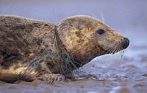 Grey seal female caught in fishing net {Halichoerus grypus} Lincolnshire, UK