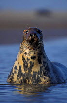 Grey seal female portrait {Halichoerus grypus} Lincolnshire, UK