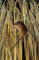 Harvest mouse on barley head {Micromys minutus} UK