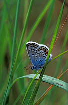 Silver studded blue butterfly, male {Plebejus argus} UK