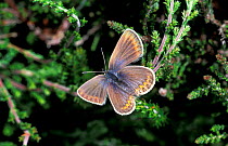 Silver studded blue butterfly, female {Plebejus argus} UK