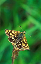 Chequered skipper butterfly {Carterocephalus palaemon} Scotland, UK