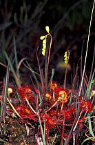 Common sundew {Drosera rotundifolia} Dorset, UK