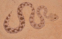 Horned viper on sand {Cerastes cerastes gasperatii} United Arab Emirates