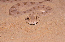 Horned viper on sand {Cerastes cerastes gasperatii} United Arab Emirates