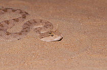 Horned viper on sand {Cerastes c gasperatii} United Arab Emirates