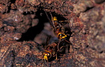 Hornets at nest entrance {Vespa crabro} Dorset, UK