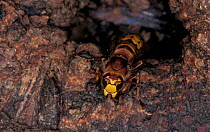 Hornet at nest entrance {Vespa crabro} Dorset, UK