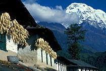 Maize drying under eaves of house, Mt Anapurna, Nepal