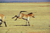 Przewalski horse, kick threat with ears back {Equus ferus przewalski} USA