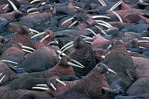 Walrus, mass of males hauled out {Odobenus rosmarus} Cape Pearce, Alaska, USA