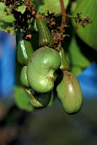 Cashew nuts forming on tree {Anacardium occidentale} Brazil