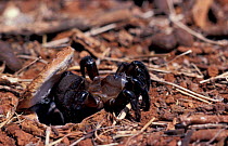 Trapdoor spider emerging from burrow {Ctenizidae} Tsavo NP, Kenya