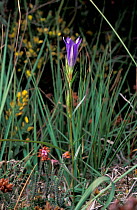 Marsh gentian flower {Gentiana pneumonanthe} Dorset, UK