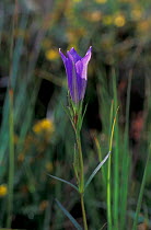 Marsh gentian flower {Gentiana pneumonanthe} Dorset, UK