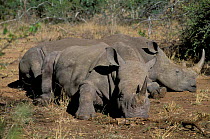 Two White rhinos resting {Ceratotherium simum} Swaziland