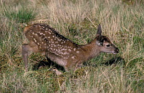 Red deer fawn, first steps {Cervus elaphus} Scotland, UK