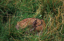 Red deer fawn asleep in grass {Cervus elaphus} Scotland, UK