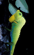 Hump nosed lizard, male display {Lyriocephalus scutatus} Sinharaja, Sri Lanka