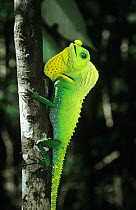 Hump nosed lizard {Lyriocephalus scutatus} male displaying, Sinharaja, Sri Lanka