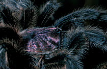 Chilean rose tarantula, close-up {Grammostola spatulatus}